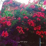 Resort Bahar Bahce Datca Mesudiye (Datca)