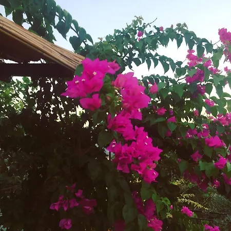 Bahar Bahce Datca 3* Mesudiye (Datca)