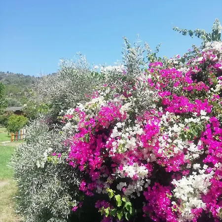 Bahar Bahce Datca Resort Mesudiye (Datca)