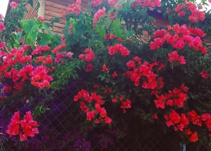 Resort Bahar Bahce Datca Mesudiye (Datca)