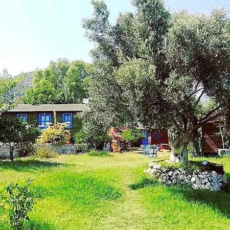 Bahar Bahce Datca Mesudiye (Datca)