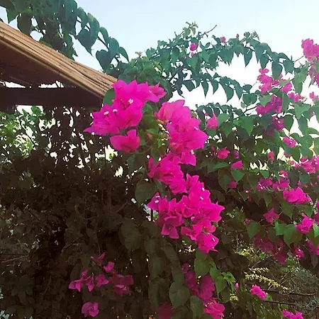 Bahar Bahce Datca 度假村 3*