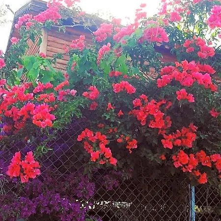 Bahar Bahce Datca 3* Mesudiye (Datca)