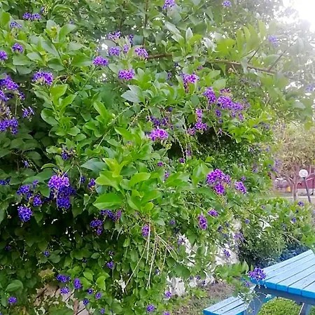 Bahar Bahce Datca 3* Mesudiye (Datca)